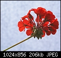 Click image for larger version

Name:	Gerranium Red aDSC00234.JPG
Views:	260
Size:	206.3 KB
ID:	12862