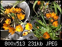 Click image for larger version

Name:	Ornithogalum dubium 14DSC00248.JPG
Views:	333
Size:	230.7 KB
ID:	12863