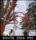 Click image for larger version

Name:	Bilbergia DSC00250.JPG
Views:	203
Size:	292.5 KB
ID:	12865