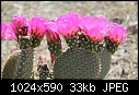 Cactus Flower - Beavertail-Cactus.jpg (1/1)-beavertail-cactus.jpg
