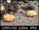 Help! Mystery larvae...-bugs1.jpg