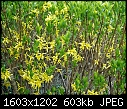 Click image for larger version

Name:	forsythia.JPG
Views:	1417
Size:	603.3 KB
ID:	12871