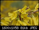 More Signs of Spring - Forsythia_8512.jpg (1/1)-forsythia_8512.jpg