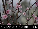 Click image for larger version

Name:	Peach__Blossoms_8702.jpg
Views:	170
Size:	108.1 KB
ID:	12874