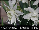 More Signs of Spring - Daffodils_8563.jpg (1/1)-daffodils_8563.jpg