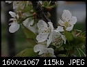 Click image for larger version

Name:	Stella-Cherry_blossom_8592.jpg
Views:	203
Size:	115.4 KB
ID:	12876
