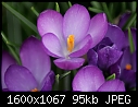 More Signs of Spring - CROCUS_8392.jpg (1/1)-crocus_8392.jpg
