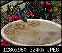 Click image for larger version

Name:	Western Bluebird in birdbath 1.jpg
Views:	149
Size:	324.0 KB
ID:	12881