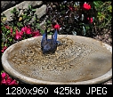 Click image for larger version

Name:	Western Bluebird in birdbath 2.jpg
Views:	172
Size:	424.9 KB
ID:	12882