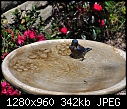 Western Bluebird in birdbath 3-western-bluebird-birdbath-3.jpg