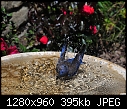 Click image for larger version

Name:	Western Bluebird.jpg
Views:	217
Size:	395.2 KB
ID:	12884