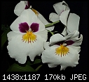 My Orchids - MiltonopsisHerrAlexandre_03282010A.jpg-miltonopsisherralexandre_03282010a.jpg