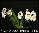 My Orchids - MiltonopsisHerrAlexandre_03282010A.jpg-miltonopsisherralexandre_03282010b.jpg