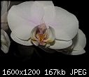 My Orchids - MiltonopsisHerrAlexandre_03282010A.jpg-palephalenopsis_03282010a.jpg