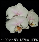 My Orchids - MiltonopsisHerrAlexandre_03282010A.jpg-palephalenopsis_03282010b.jpg