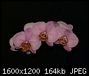 My Orchids - MiltonopsisHerrAlexandre_03282010A.jpg-pinkdottedphalaenopsis_03282010a.jpg
