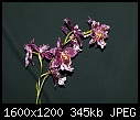 My Orchids - MiltonopsisHerrAlexandre_03282010A.jpg-vuylstekearamelissabrainnaxshadyladys__03282010a.jpg
