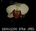 My Orchids - MiltonopsisHerrAlexandre_03282010A.jpg-white-redpahlenopsis_03282010a.jpg