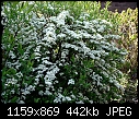 re-post I do not know the name of this bush growing in my garden - DSC00017.JPG (1/1)-dsc00017.jpg
