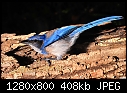 Click image for larger version

Name:	Western Scrub Jay   1280x800.jpg
Views:	219
Size:	407.6 KB
ID:	12894