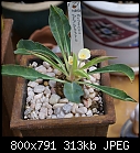 A Euphorbia-euphorbia-bupleurifolia-171-dsc00288.jpg