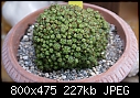 Another Euphorbia-euphorbia-sp-montrose168-dsc00299.jpg