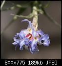 T. bergerii CloseUp-t-bergerii-flowersdsc00233.jpg
