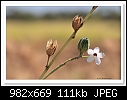 Native Rosella (hibiscus)-9832-c-9832-natrosella-07-04-10-40-400.jpg