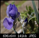 Iris palida-iris-pallida-dsc00399.jpg