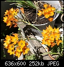 Orange Lilies or bulbs?-ornithogalum-dubium-dsc00411.jpg