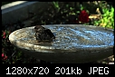 Unknown bird in my birdbath-045.jpg