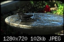 Unknown bird in my birdbath 2-049.jpg
