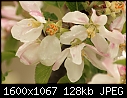 Orchard Blooms - Apple_8968.jpg (1/1)-apple_8968.jpg