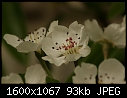 Orchard Blooms - Pear-Clapp's Favorite_8955.jpg (1/1)-pear-clapps-favorite_8955.jpg