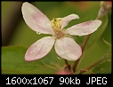 Orchard Blooms - Apple_8962.jpg (1/1)-apple_8962.jpg