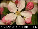 Orchard Blooms - Apple_8964.jpg (1/1)-apple_8964.jpg