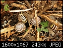 Garden Snails - Snail-Attack_8986.jpg (1/1)-snail-attack_8986.jpg