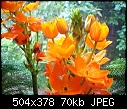 Orange Lilies or bulbs?-orangestar2.jpg