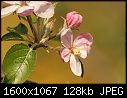 Apple Blossoms - Apple_8919.jpg (1/1)-apple_8919.jpg