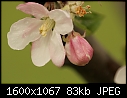 Apple Blossoms - Apple_8965.jpg (1/1)-apple_8965.jpg