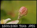 Apple Blossoms - Apple_8963.jpg (1/1)-apple_8963.jpg