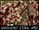 Orchard Blooms - Purple-Plum_8951.jpg (1/1)-purple-plum_8951.jpg