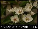 Orchard Blooms - Pear-Clapp's Favorite_8953.jpg (1/1)-pear-clapps-favorite_8953.jpg