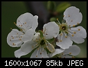 Orchard Blooms - Yellow-Plum_blossom_8587.jpg (1/1)-yellow-plum_blossom_8587.jpg