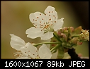Orchard Blooms - Cherry-Blackgold_8969.jpg (1/1)-cherry-blackgold_8969.jpg