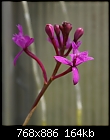 Epidendrum-epidendrum-purple-dsc00388.jpg