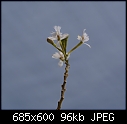 White Epidendrum-epidendrum-white-dsc00391.jpg