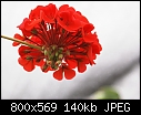 Red Geranium-geranium-red-dsc00345.jpg