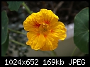 Yellow Nasturtium-nasturtium-yellow-dsc00375.jpg