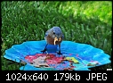 Male Western Blue Bird with 3 mealworms-male-western-blue-bird-3-mealworms.jpg